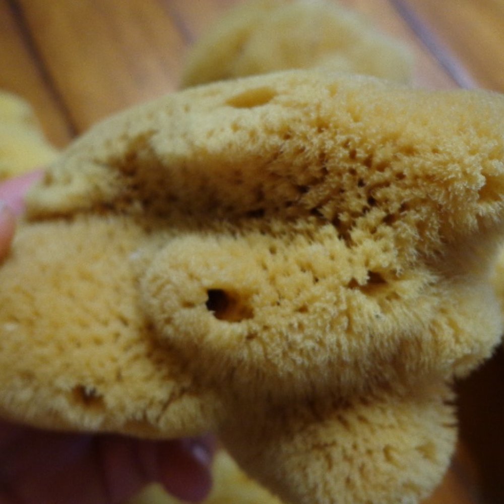 Lot of 2 New! Authentic Natural Select Sponges - Picture 4 of 8